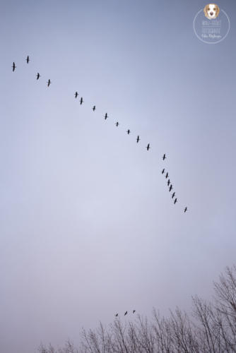 Naturfotografie mit Wau-Effekt