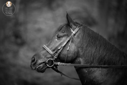Pferdefotografie mit Wau-Effekt