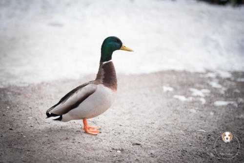 Tierfotografie mit Wau-Effekt