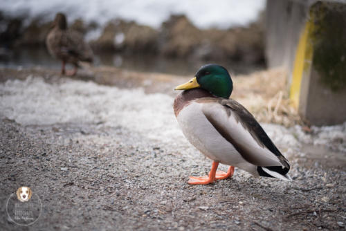 Tierfotografie mit Wau-Effekt