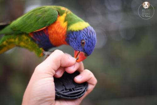 Tierfotografie mit Wau-Effekt