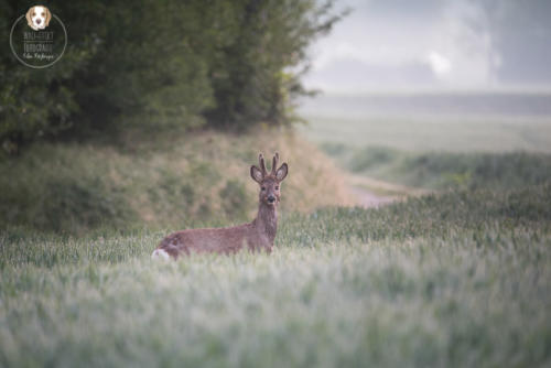 Tierfotografie mit Wau-Effekt