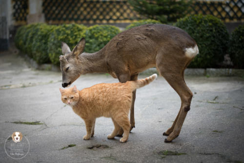 Tierfotografie mit Wau-Effekt