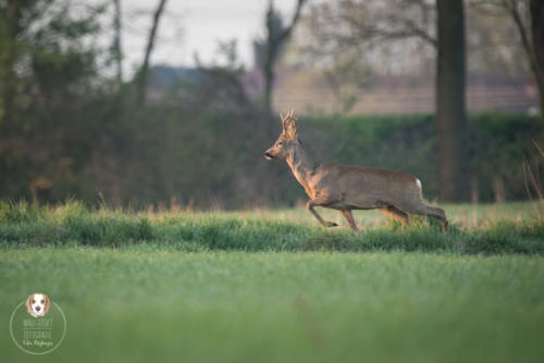 Tierfotografie mit Wau-Effekt