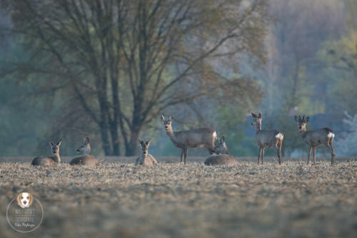 Tierfotografie mit Wau-Effekt