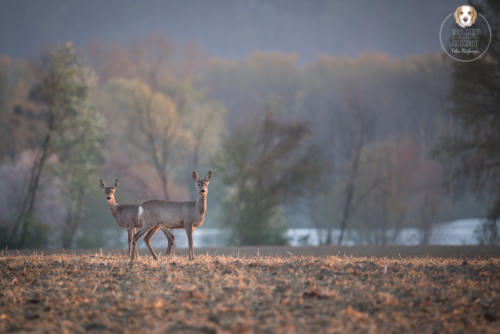 Tierfotografie mit Wau-Effekt