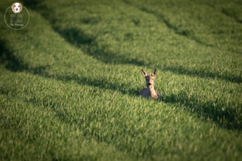 Tierfotografie mit Wau-Effekt